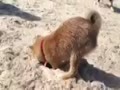 Ruka's First Day at the Beach