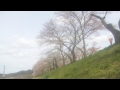 桜を撮影してみました2019(雲南市)